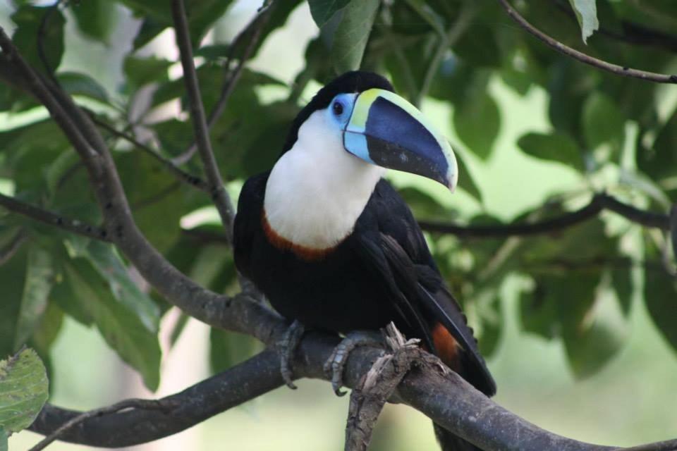 Jacamar Lodge Expeditions Iquitos Exterior foto